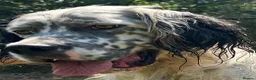 English Setter dogs for adoption: Sam   in Blaydon-on-Tyne - Advert 1