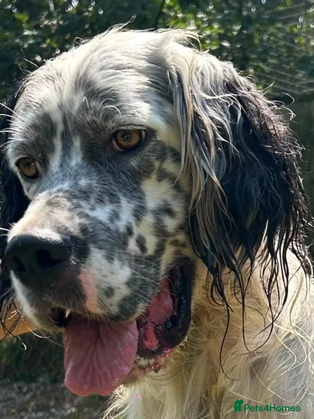 English Setter dogs for adoption: Sam   in Blaydon-on-Tyne - Advert 1