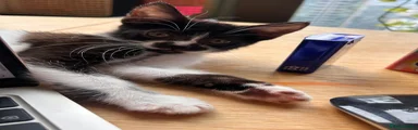 American Shorthair 1