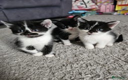 Mixed Breed cats for sale: Mixed breed kittens  - Image 5