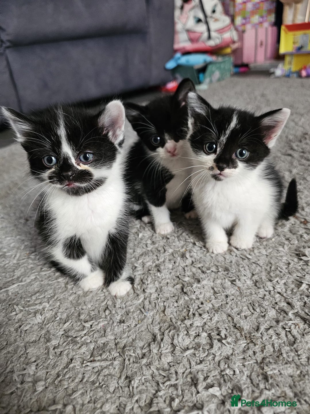 Mixed Breed cats for sale: Mixed breed kittens  - Image 5