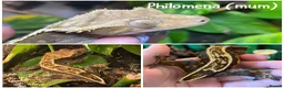 Gecko reptiles for sale: 1x Juvenile Crested Gecko - Advert 5