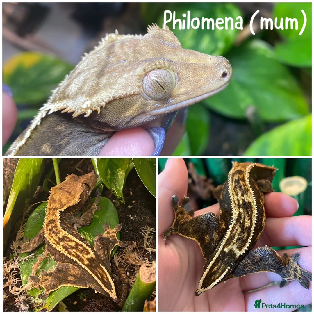 Gecko reptiles for sale: 1x Juvenile Crested Gecko - Advert 5