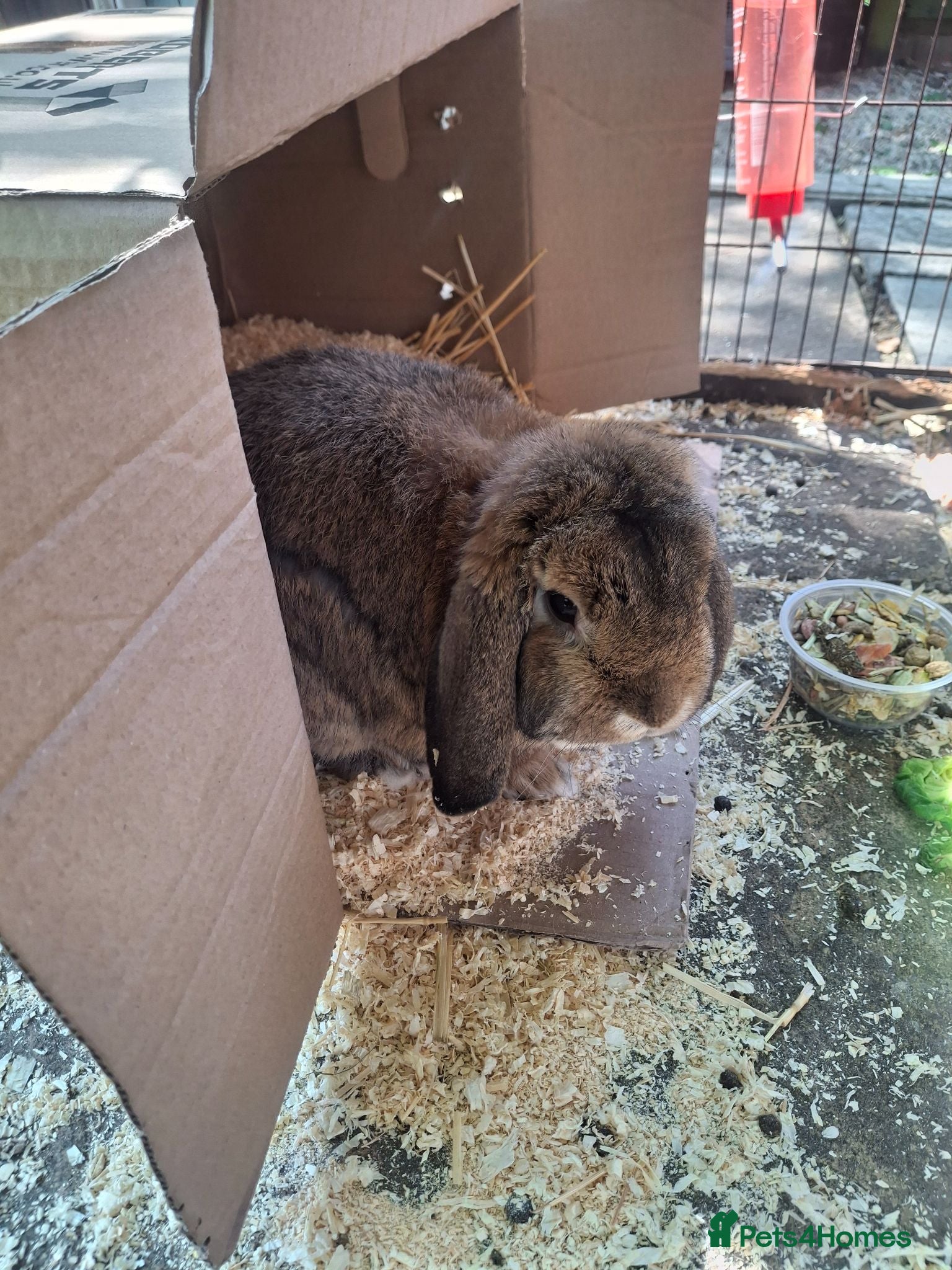 Dwarf Lop rabbits Dwarf lop male and female - Advert 10