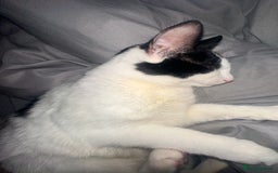 Domestic Shorthair cats for sale: Domestic shorthair 1 Year old female cat🐈🤍  - Image 5