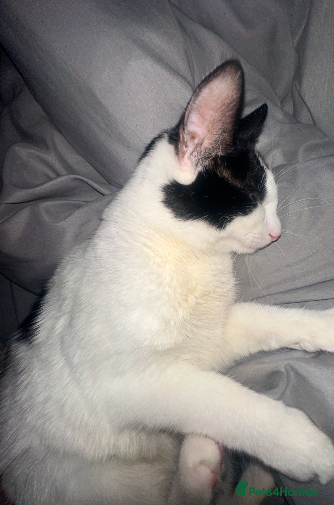 Domestic Shorthair cats for sale: Domestic shorthair 1 Year old female cat🐈🤍  - Image 5