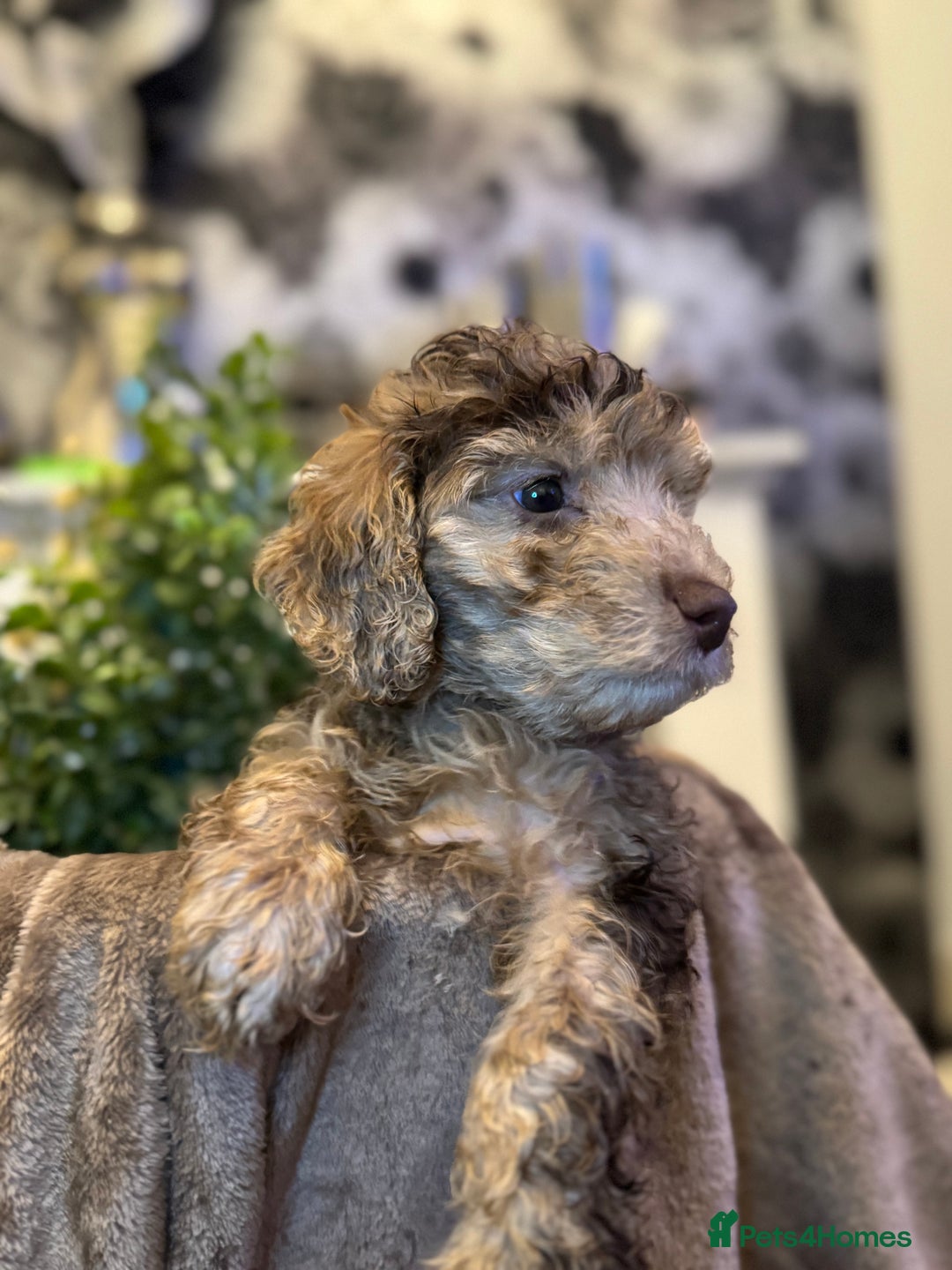 Cockapoo dogs for sale: Miniature Cockapoo Multi Generation  in Darwen - Image 15