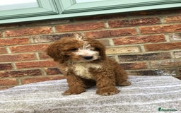 Cockapoo dogs for sale: Stunning red cocapoo, Puppy - Image 2
