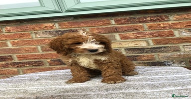 Cockapoo dogs - Advert 8