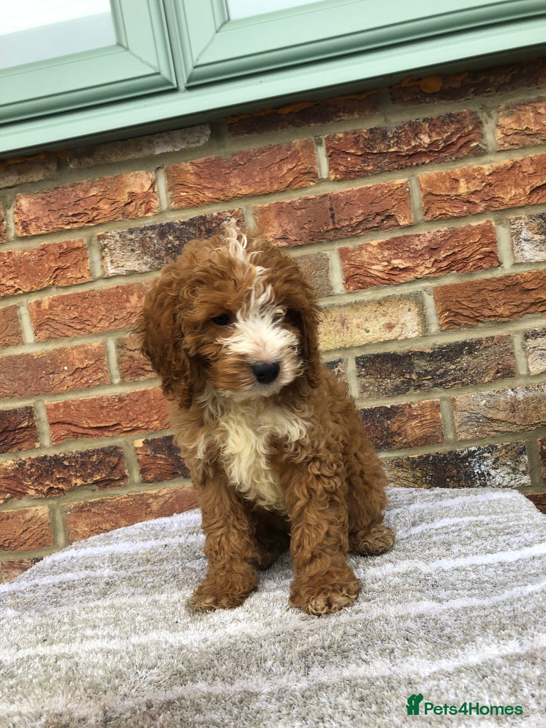 Cockapoo dogs for sale: Stunning red cocapoo, Puppy - Image 2