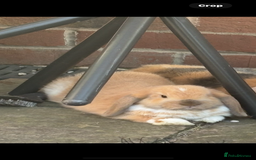 Mini Lop rabbits for sale: Mini lop for sale  - Image 3