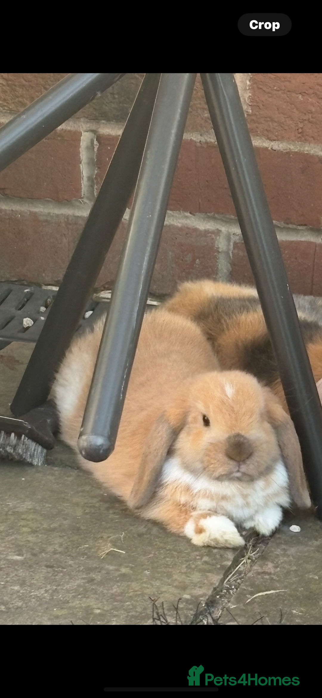 Mini Lop rabbits for sale: Mini lop for sale  - Image 3