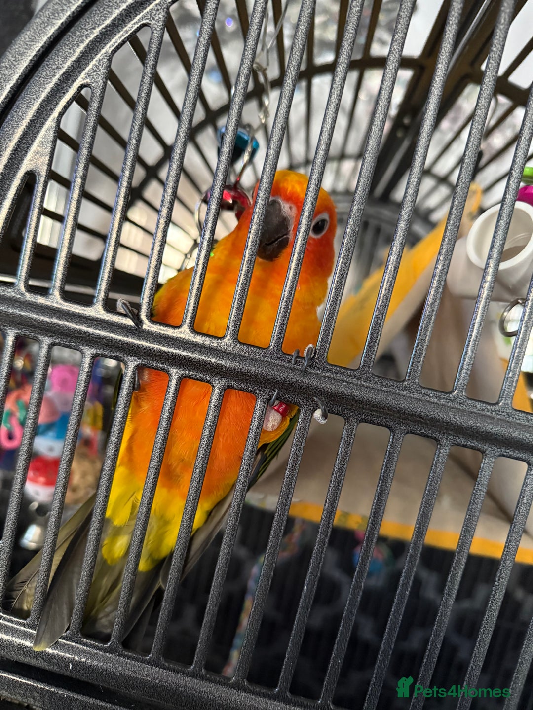 Conures birds for sale: Meeka is around 5 month old  - Image 3