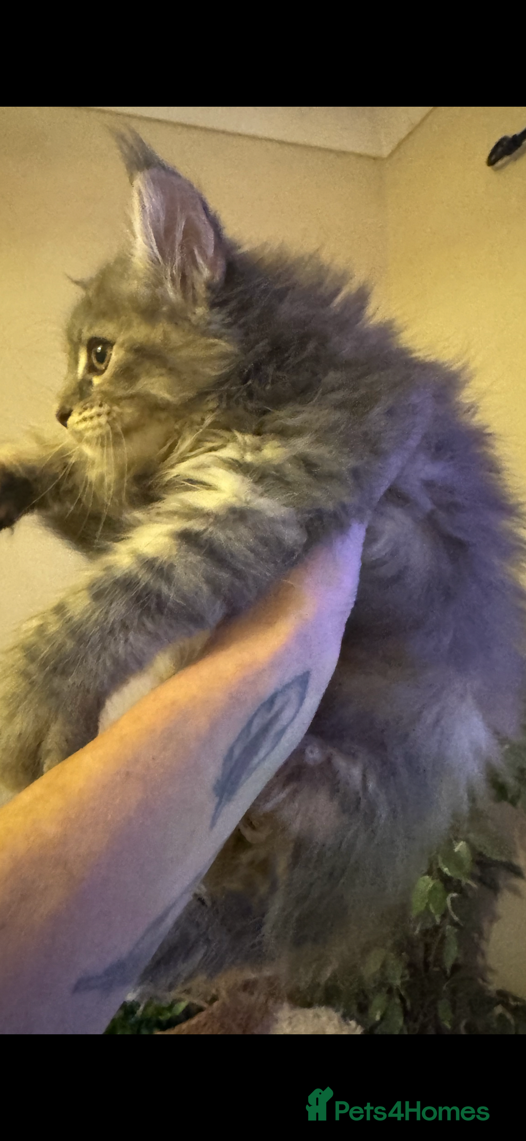 Maine Coon cats for sale: Stunning Pure Bred Maine Coons - Advert 5