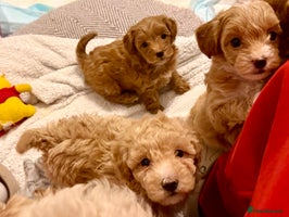 Maltipoo dogs Adorable F1B Maltipoos Ready this week for new 🏡 - Advert 11