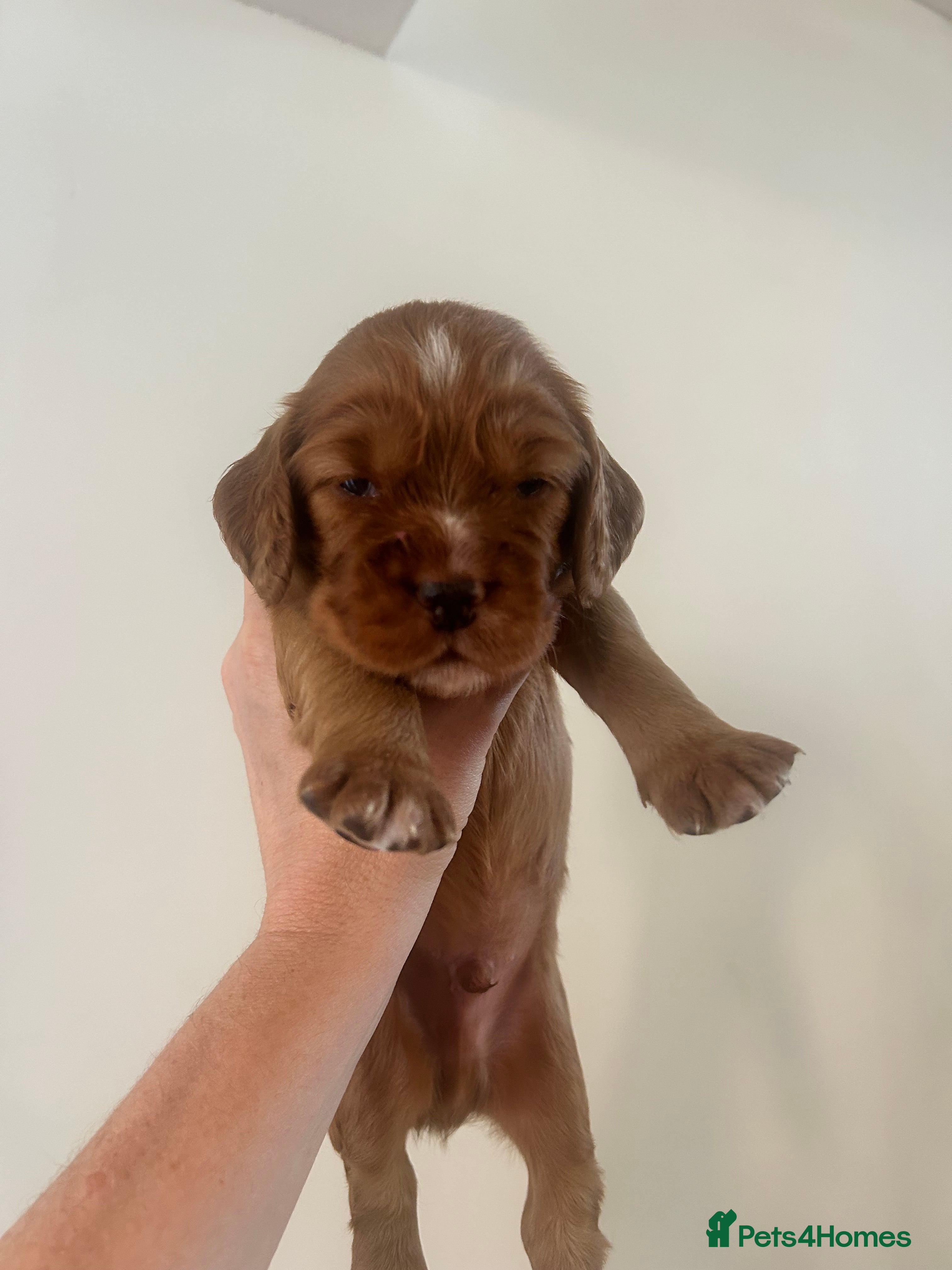 Cocker Spaniel dogs Red Working Cocker Spaniels - Advert 2
