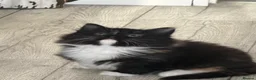 Mixed Breed cats for sale: Kittens for good homes - Advert 38