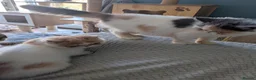 Exotic cats for sale: ✨ SKY LIGHT — EXOTIC SHORTHAIR FEMALE ✨ in Eastbourne - Advert 2