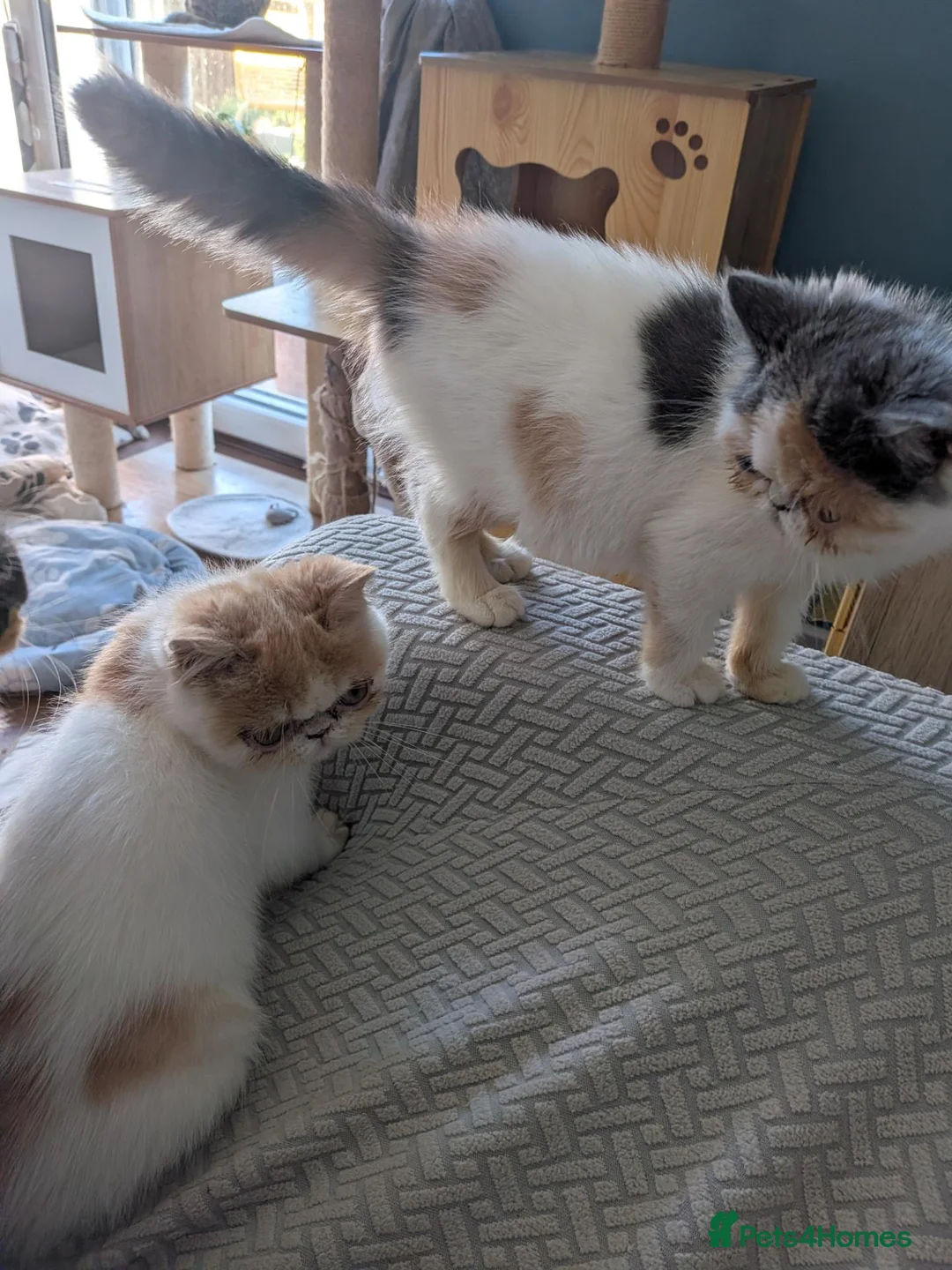 Exotic cats for sale: ✨ SKY LIGHT — EXOTIC SHORTHAIR FEMALE ✨ in Eastbourne - Advert 2
