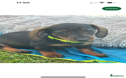 Miniature Dachshund dogs for sale: Miniature Dachshund - Image 8