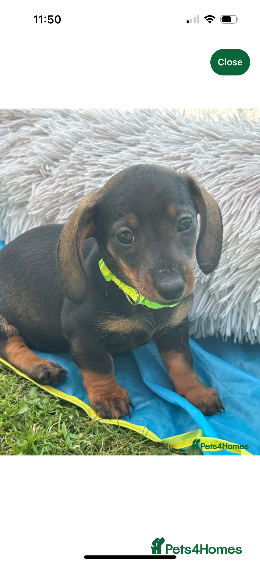 Miniature Dachshund dogs for sale: Miniature Dachshund - Image 8