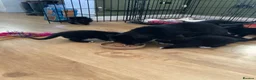 Mixed Breed cats for sale: Gorgeous kittens - Advert 3