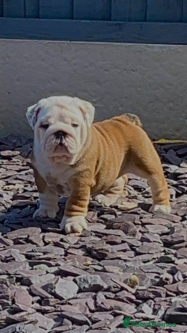 English Bulldog dogs Champion Sired KC Bulldog Puppies - Advert 2