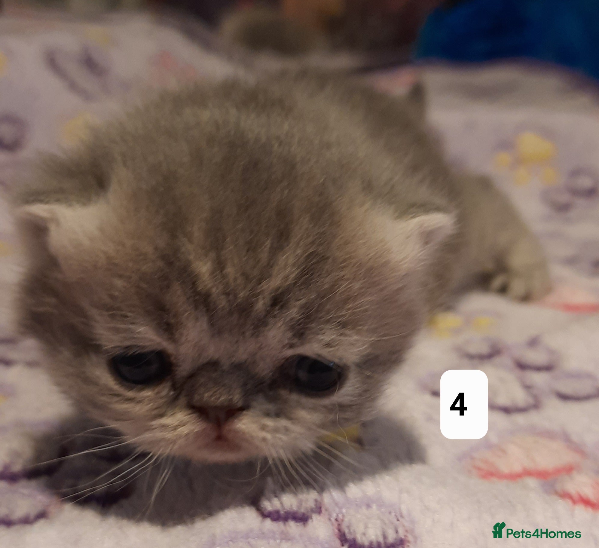 Persian cats GCCF Registered 3 Persian and 2 Exotic kittens - Advert 1