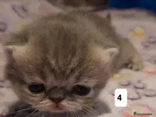 Persian cats GCCF Registered 3 Persian and 2 Exotic kittens - Advert 2