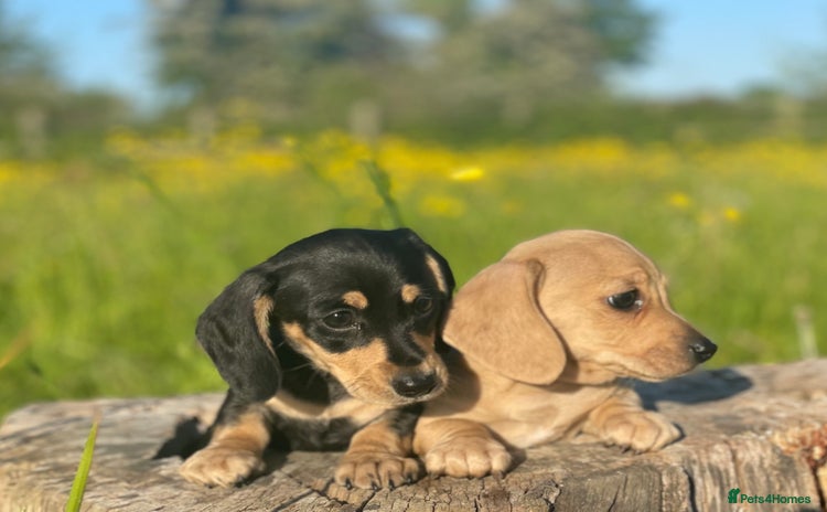 Miniature Dachshund dogs - Advert 13
