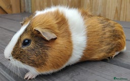 Guinea Pig rodents for sale: Happy, Healthy, Handsome & Confident Pet Boars - Image 8