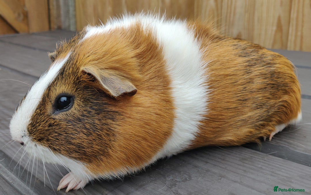 Guinea Pig rodents for sale: Happy, Healthy, Handsome & Confident Pet Boars - Image 8
