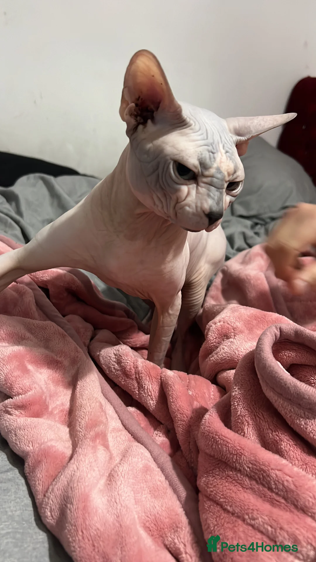 Sphynx cats for stud: Sphynx boy stud, in Wirral - Advert 10