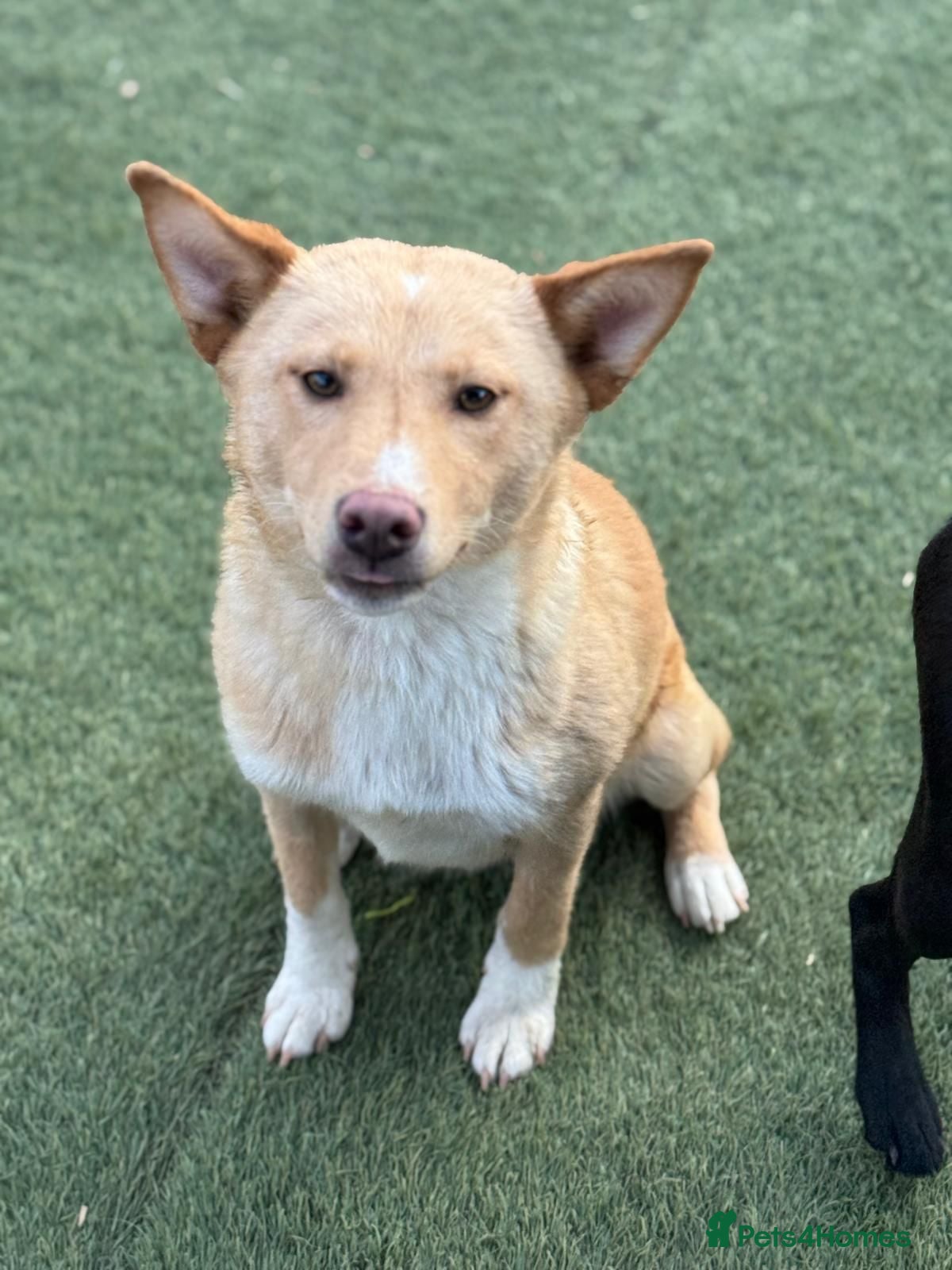 Mixed Breed dogs Gorgeous Bill ready for his home - Advert 4