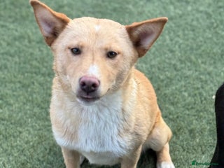 Mixed Breed dogs Gorgeous Bill ready for his home - Advert 3