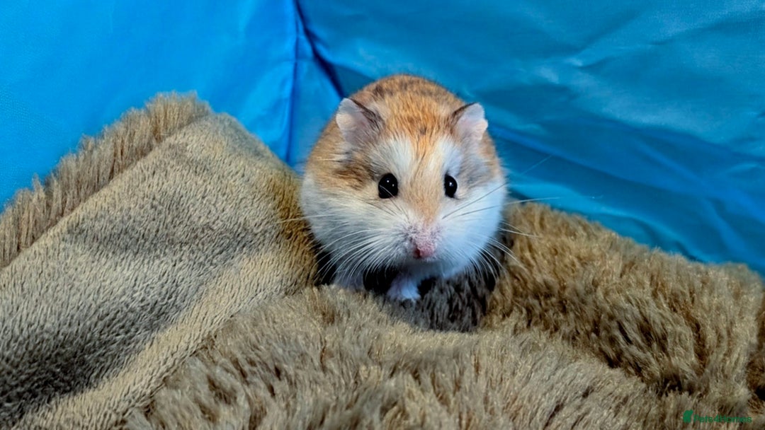 Hamster rodents for sale: Hundred Acre Hamster Rescue  - Advert 5