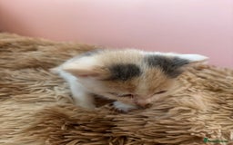 Mixed Breed cats for sale: 5 x gorgeous mixed kittens (4 left) - Image 7