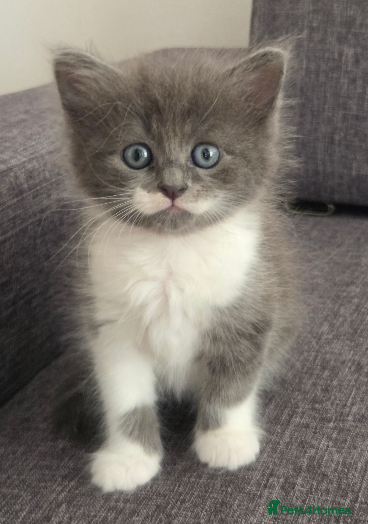 Mixed Breed cats Gorgeous little kittens - Advert 1