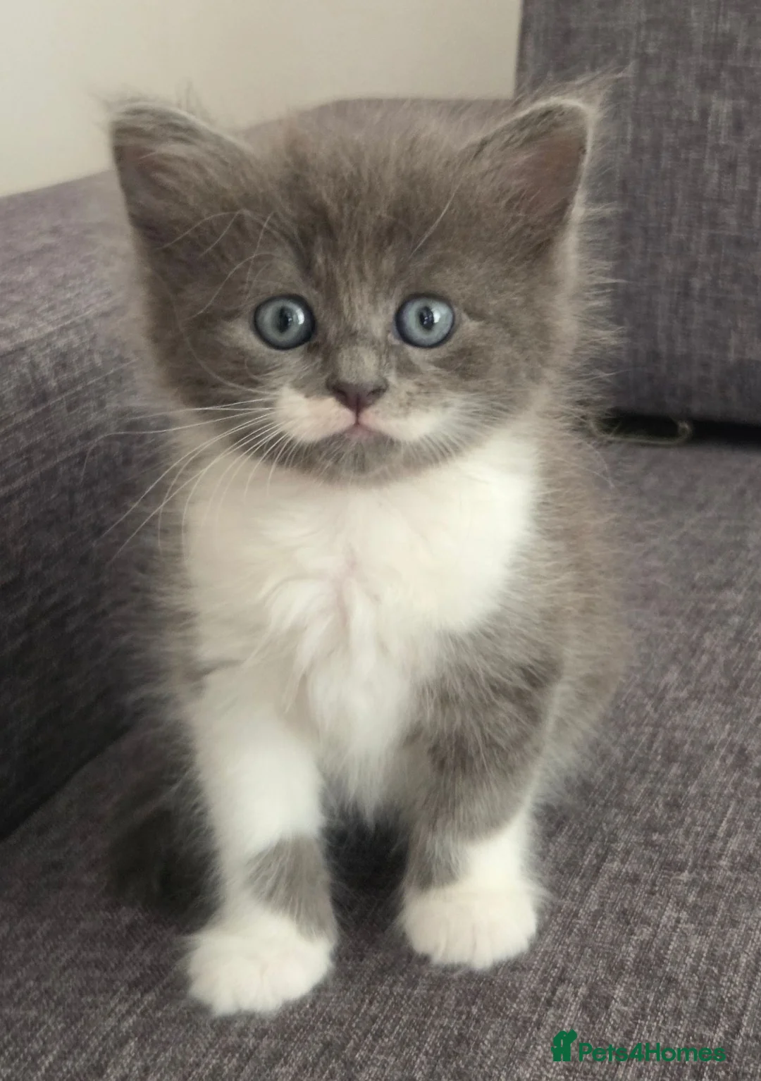 Mixed Breed cats for sale: Gorgeous little kittens - Advert 1
