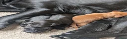 Cocker Spaniel dogs for sale: KC Registered FTCH bloodline Working Cocker Pups - Advert 9