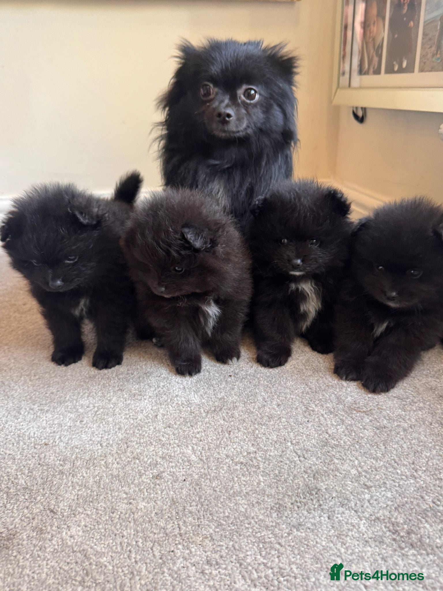Pomeranian dogs Beautiful back pomeranian puppies - Advert 1
