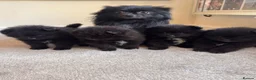 Pomeranian dogs for sale: Beautiful black pomeranian puppies - Advert 1