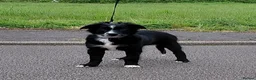 Mixed Breed dogs for sale: Sports/Performance bred puppies 3/4 ASD 1/4 WSD - Advert 5