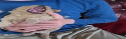 Maltipoo dogs for sale: ONLY 1 girl left READY NOW - Advert 22