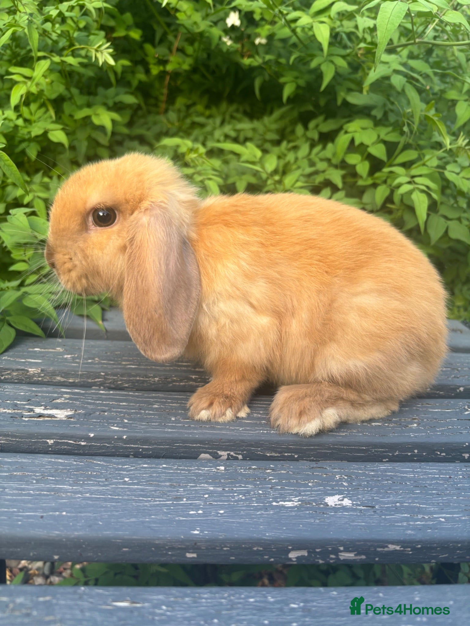 Mini Lop rabbits Mini lop mini lop cross - some ready to be reserve - Advert 2