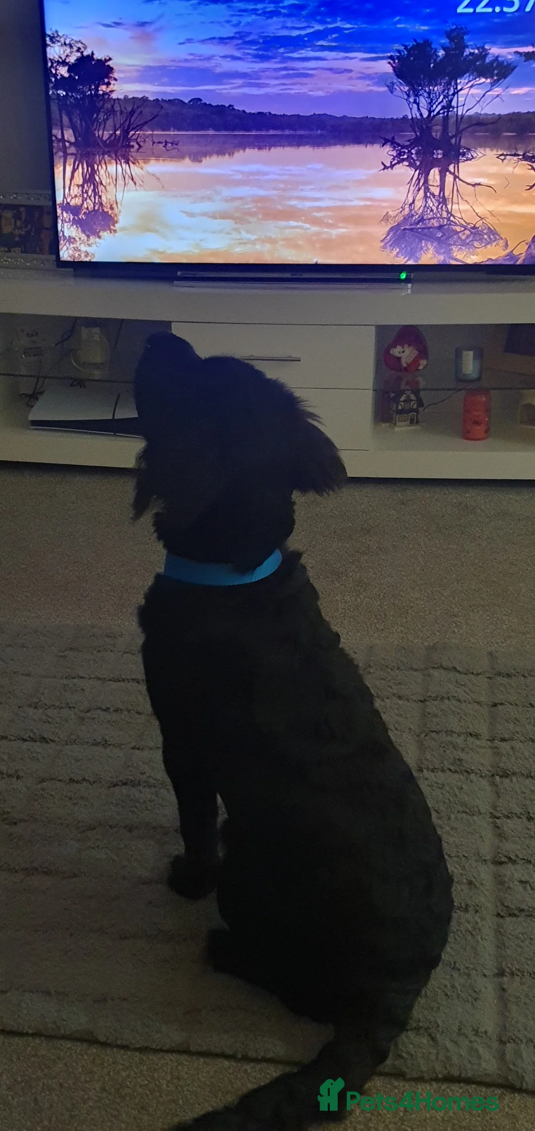 Mixed Breed dogs for sale: Herny 6 months  in Accrington - Advert 5