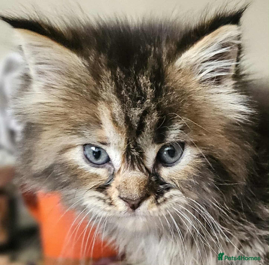 Maine Coon cats for sale: Champion Line Maine Coons –Rare, Fluffy, Gorgeous! - Image 14
