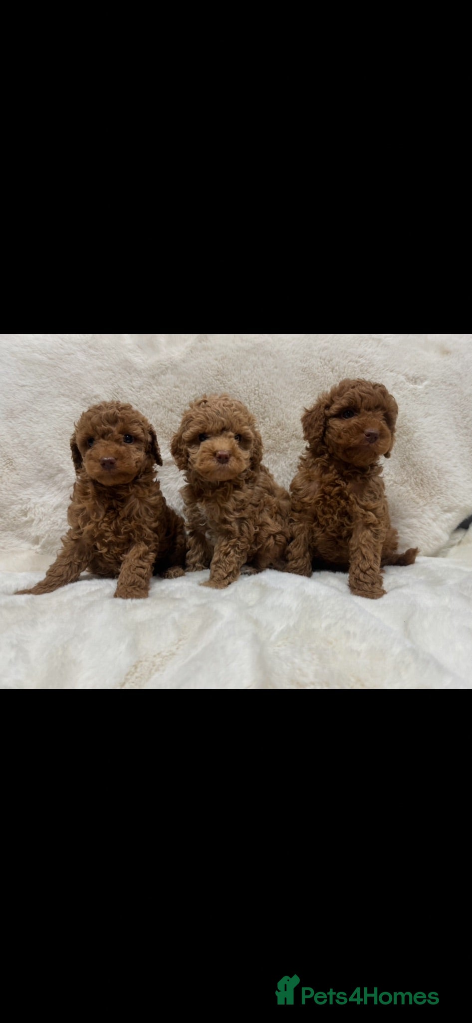 Cavapoochon dogs CAVAPOOCHON PUPPY GIRLS/BOYS HEALTH TESTED - Advert 2