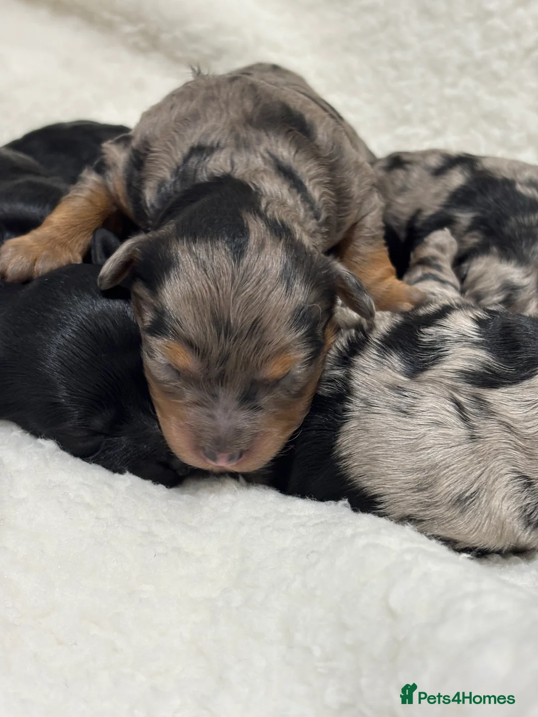 Maltipoo dogs for sale: 💎 Adorable Maltipoo Puppies ❤️ - Advert 2