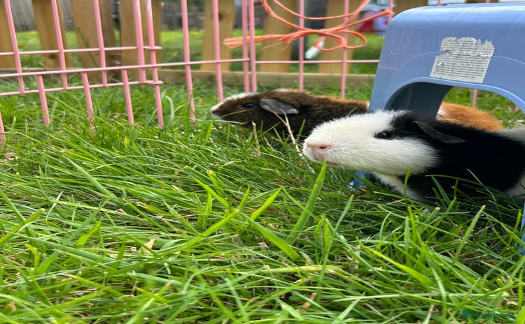 Guinea Pig rodents - Advert 12
